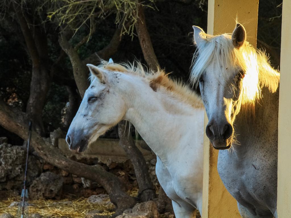 Finca Hotel Rural Predio Son Serra Can Picafort  Εξωτερικό φωτογραφία