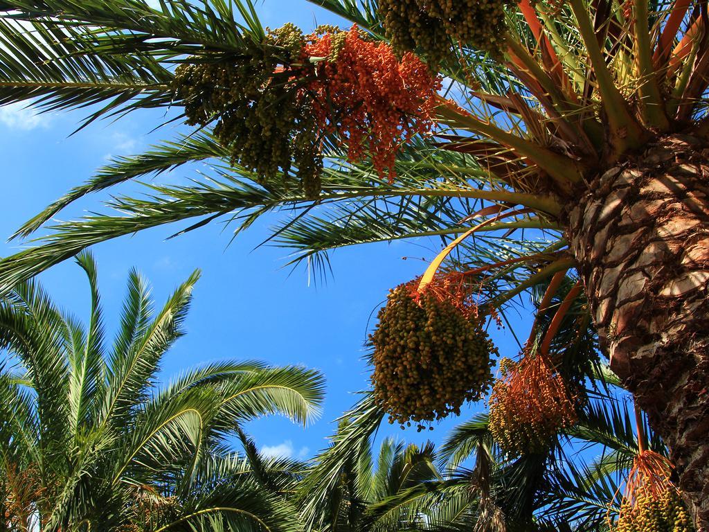 Finca Hotel Rural Predio Son Serra Can Picafort  Εξωτερικό φωτογραφία